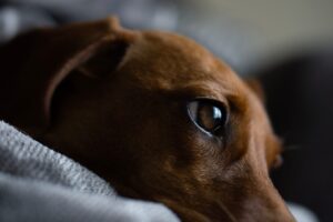 pexels-oliver-king-4075912